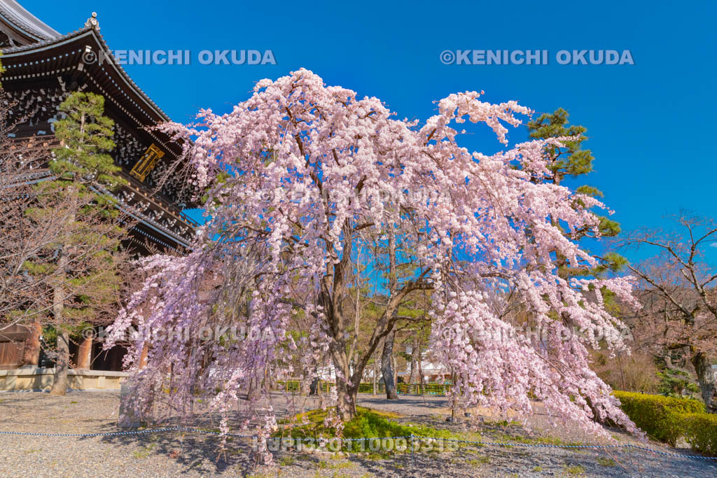京都府　くろ谷　金戒光明寺　枝垂桜と山門