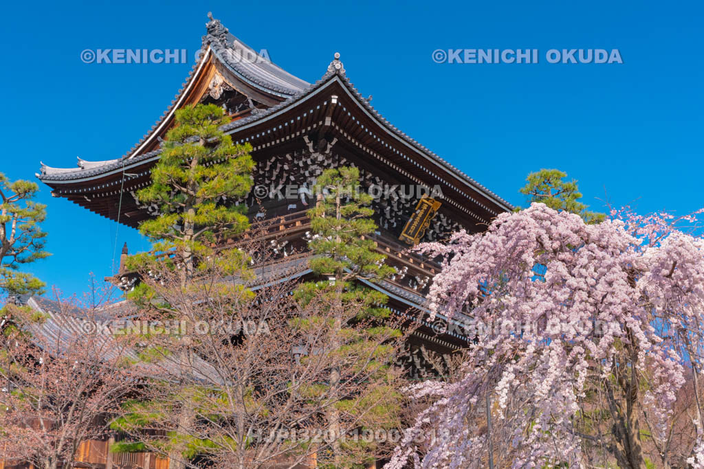 京都府　くろ谷　金戒光明寺　枝垂桜と山門
