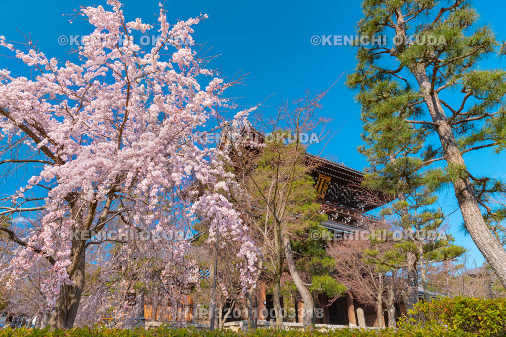 京都府　くろ谷　金戒光明寺　枝垂桜と山門