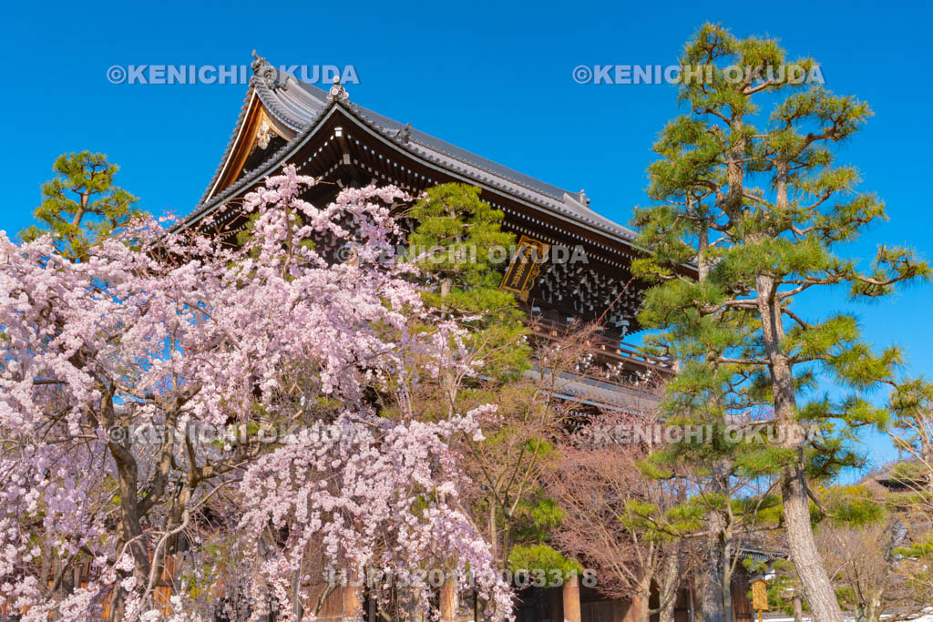 京都府　くろ谷　金戒光明寺　枝垂桜と山門