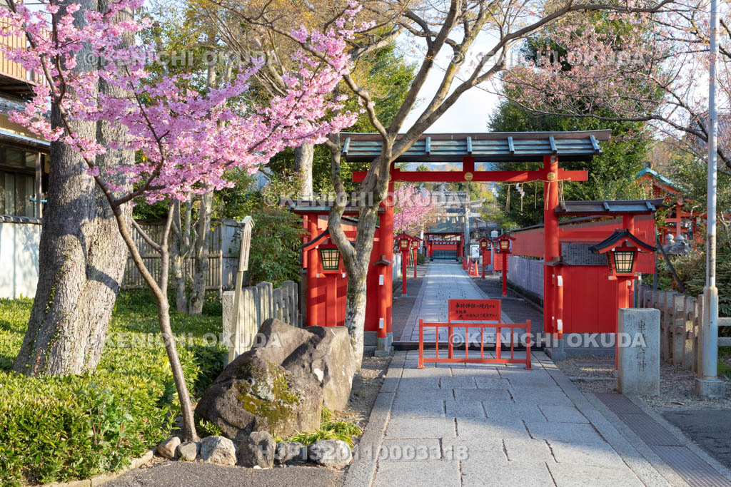 京都府　車折神社　参道と寒緋桜