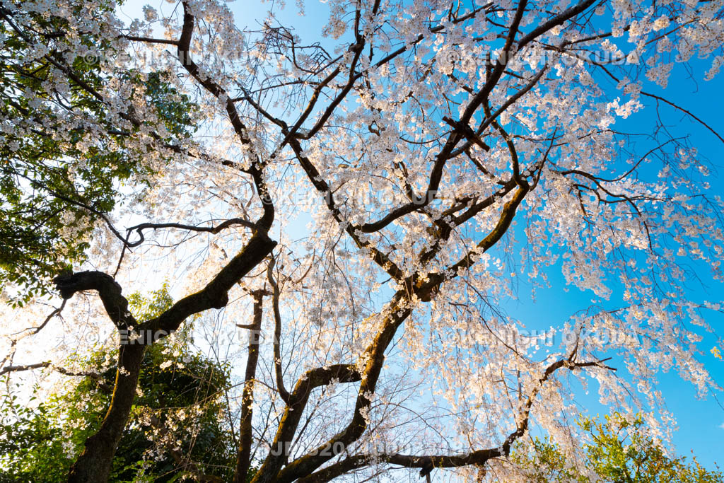 京都府　車折神社　渓仙桜