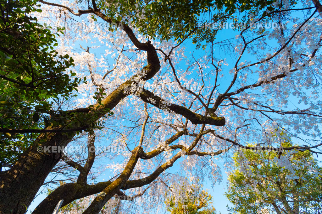 京都府　車折神社　渓仙桜