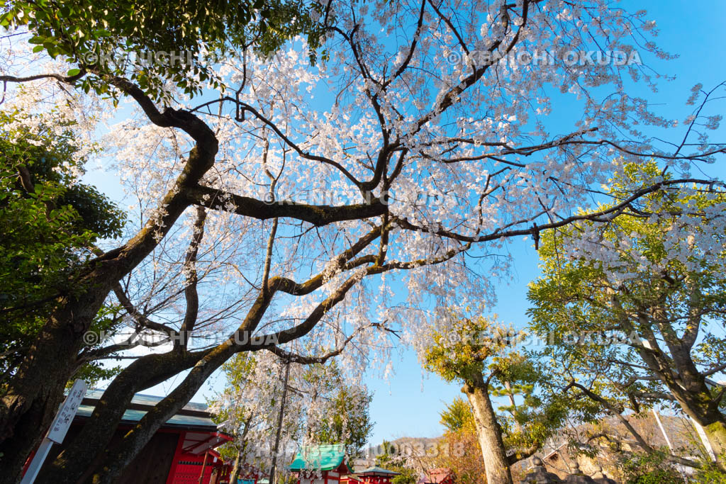 京都府　車折神社　渓仙桜