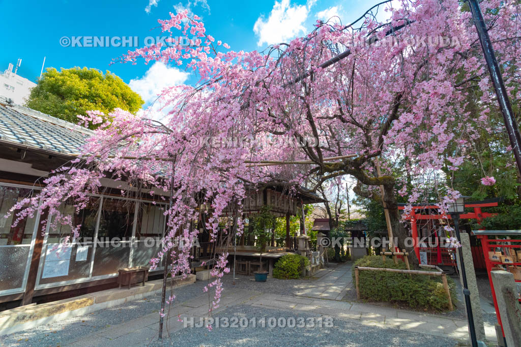 京都府　水火天満宮　枝垂桜