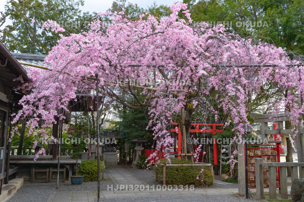 京都府　水火天満宮　枝垂桜