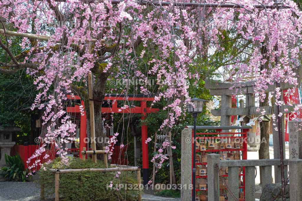 京都府　水火天満宮　枝垂桜