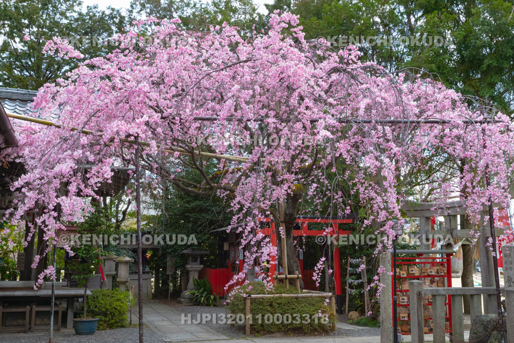 京都府　水火天満宮　枝垂桜
