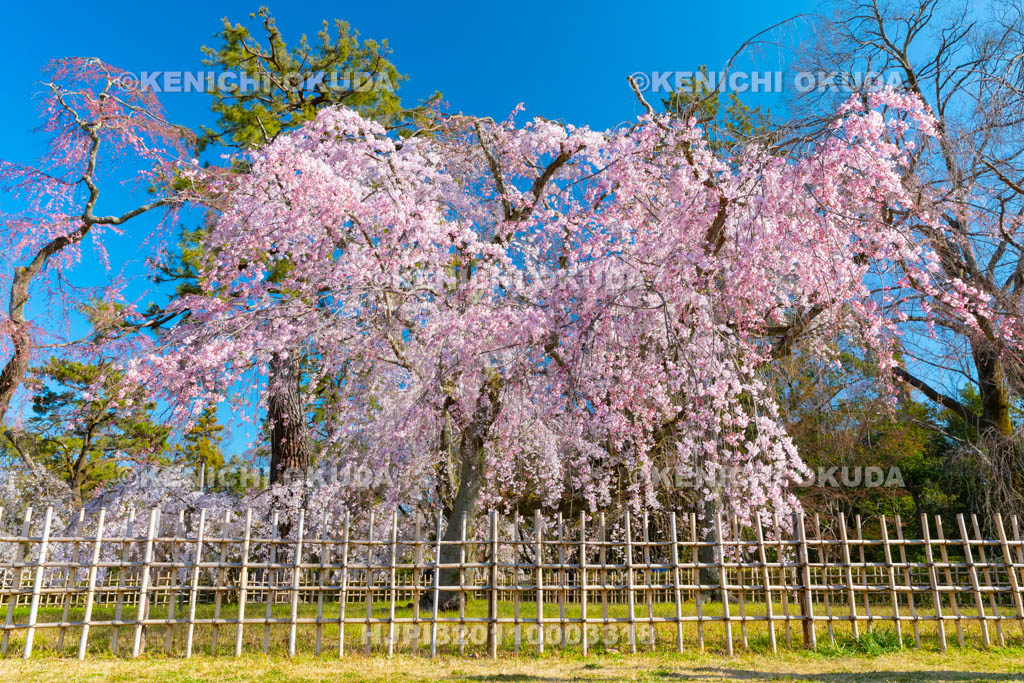 京都府　京都御苑　近衛邸跡の枝垂桜