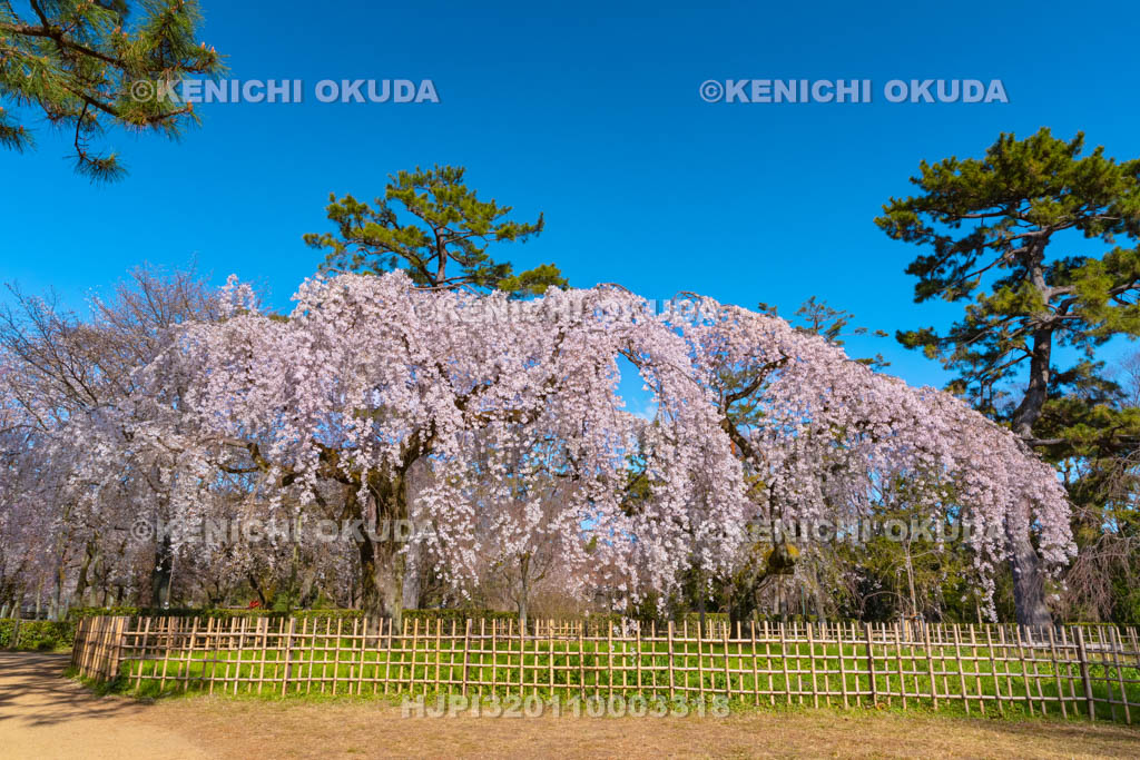 京都府　京都御苑　近衛邸跡の枝垂桜