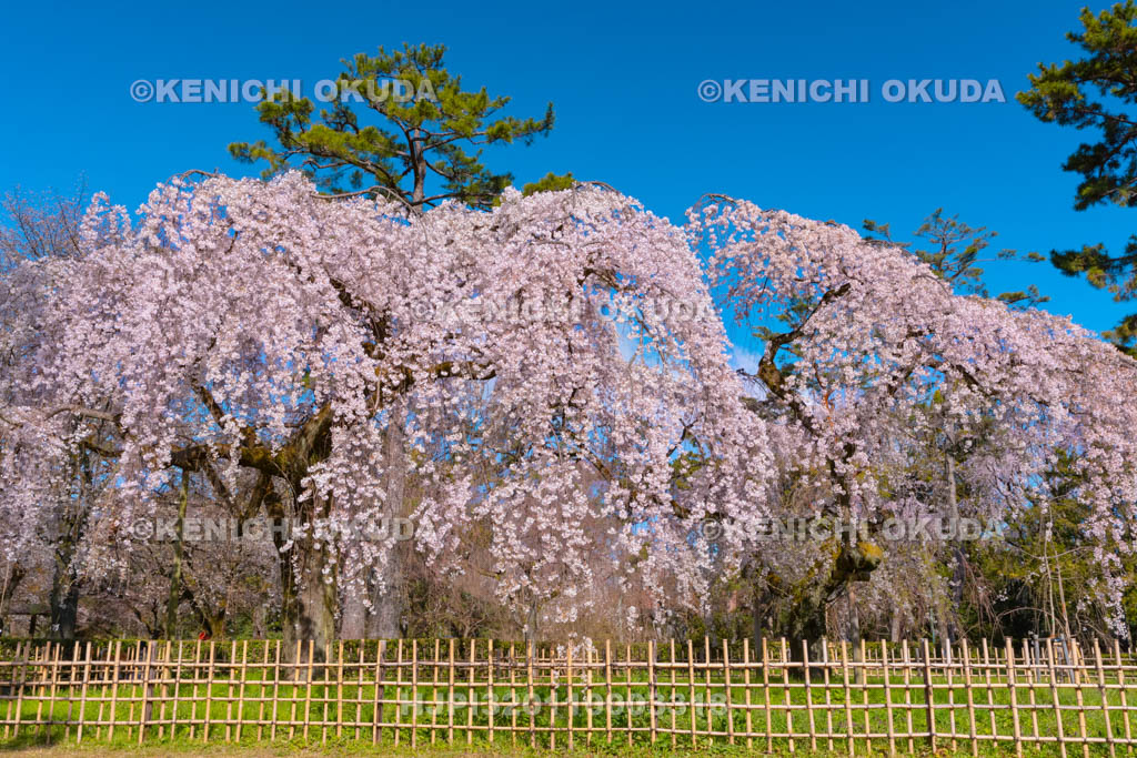 京都府　京都御苑　近衛邸跡の枝垂桜