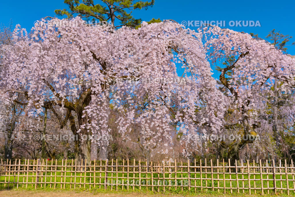 京都府　京都御苑　近衛邸跡の枝垂桜