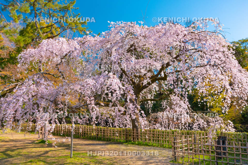 京都府　京都御苑　近衛邸跡の枝垂桜