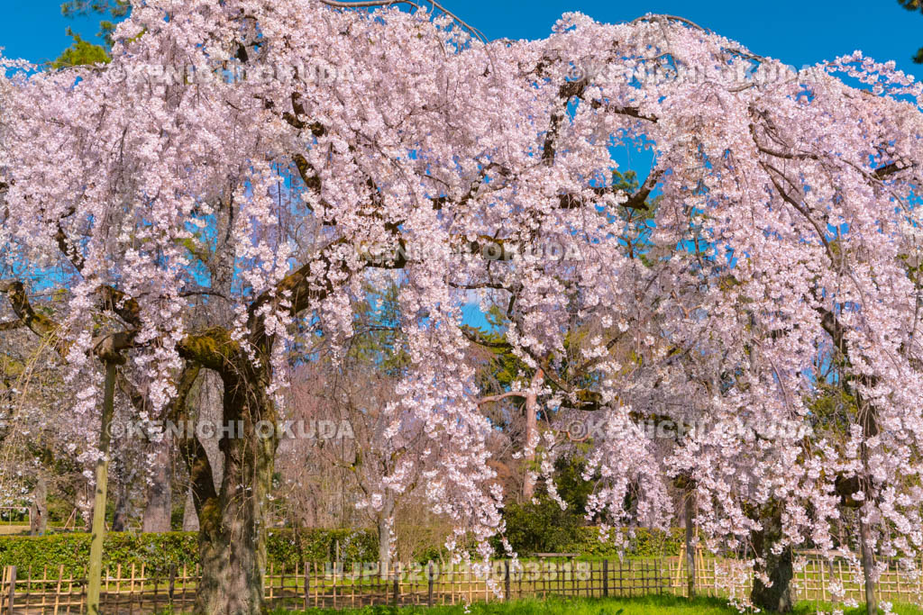 京都府　京都御苑　近衛邸跡の枝垂桜