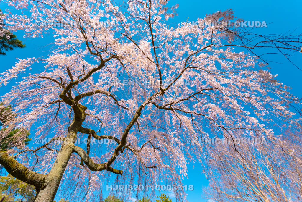 京都府　京都御苑　出水の枝垂桜