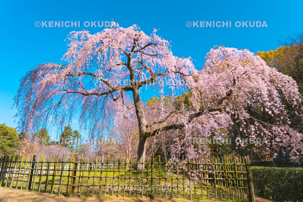 京都府　京都御苑　出水の枝垂桜