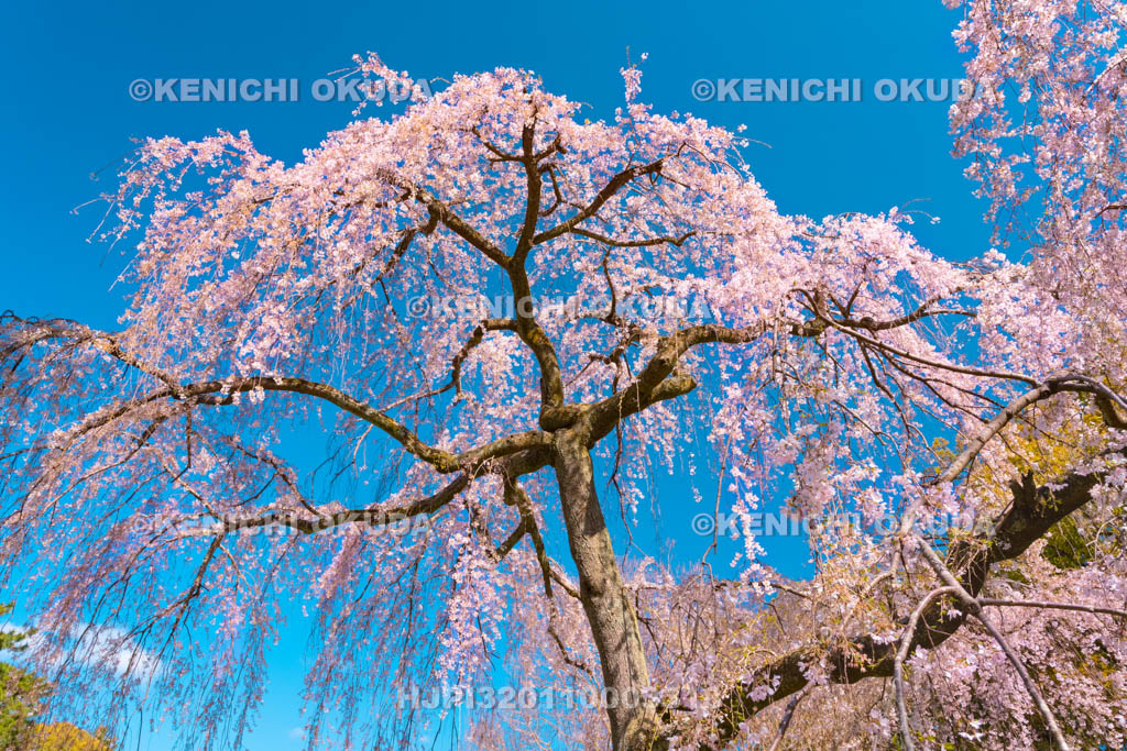 京都府　京都御苑　出水の枝垂桜