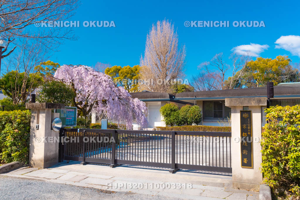 京都府　皇宮警察本部　京都護衛署　枝垂桜