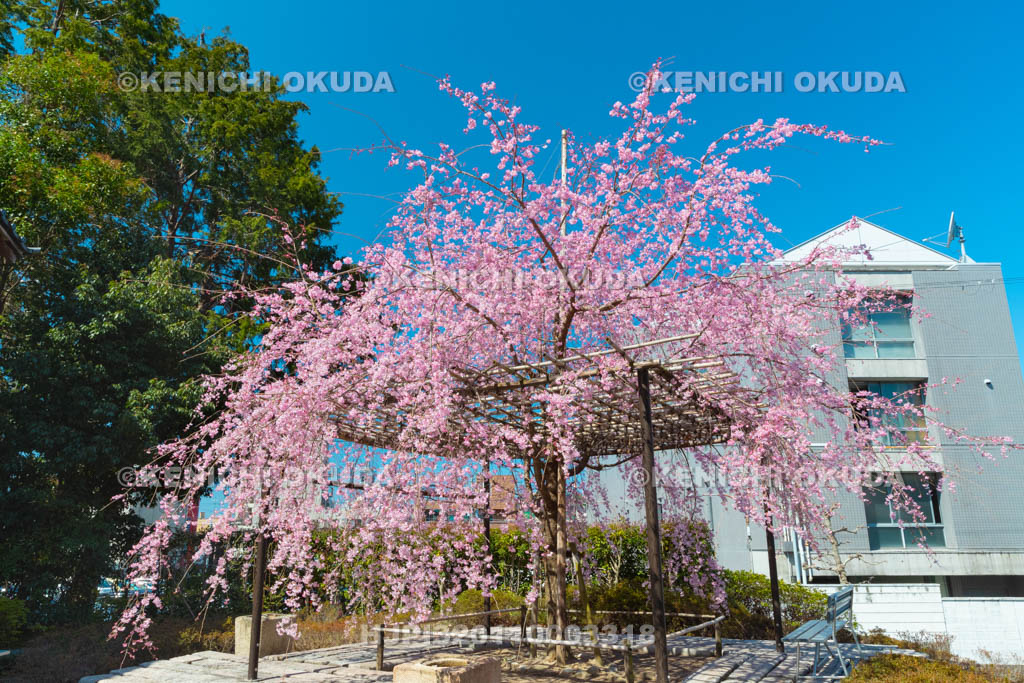 京都府　百萬遍知恩寺　枝垂桜