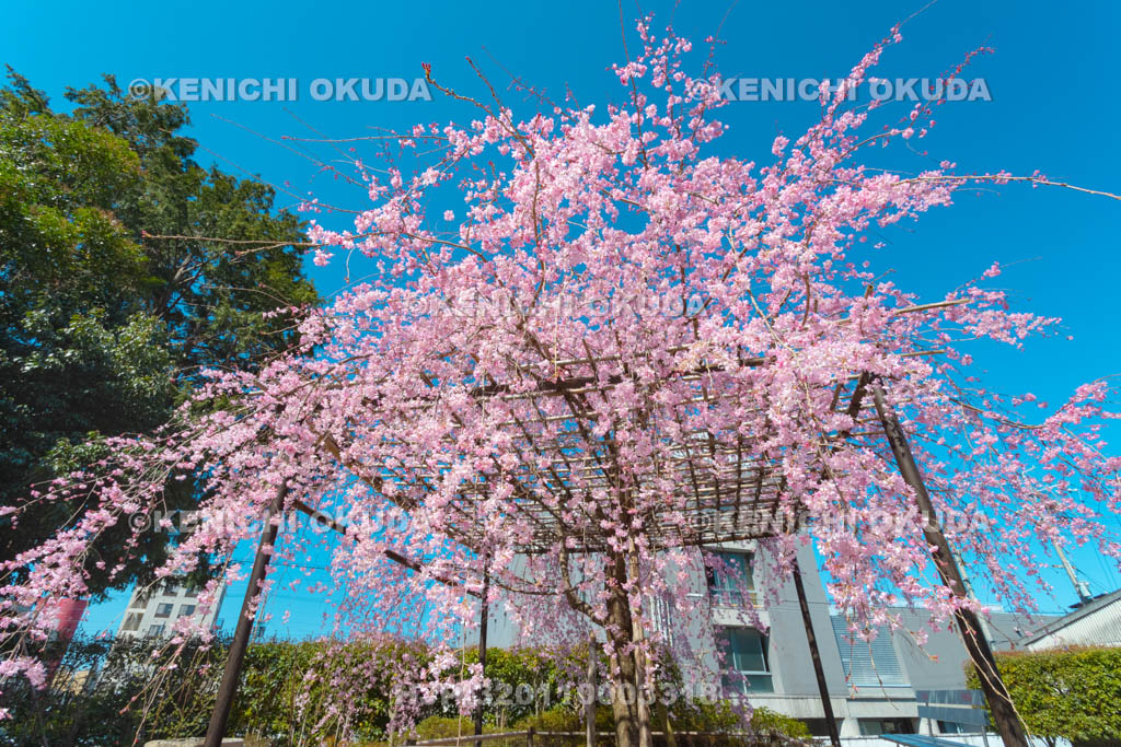 京都府　百萬遍知恩寺　枝垂桜