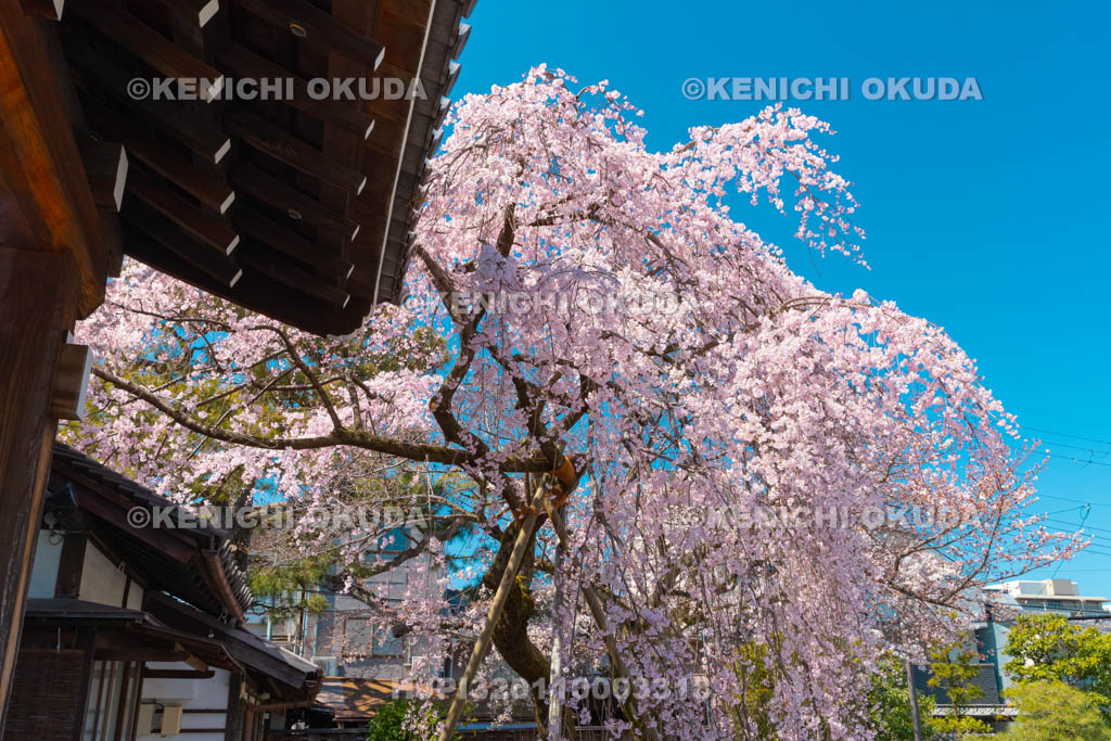 京都府　聖護院門跡　枝垂桜