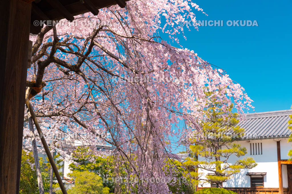 京都府　聖護院門跡　枝垂桜
