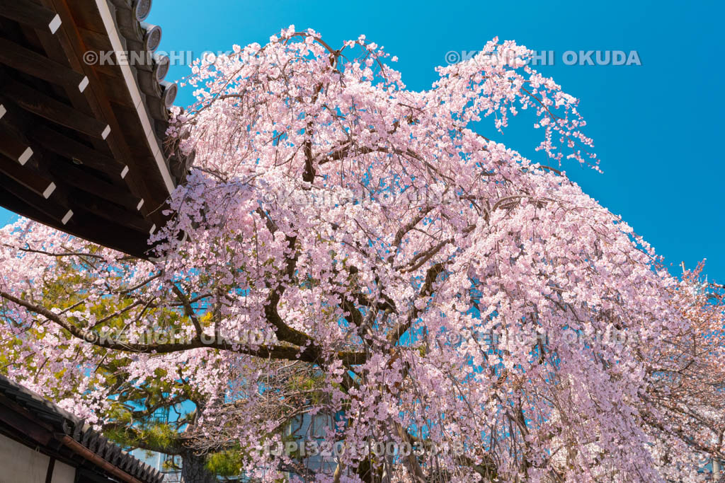 京都府　聖護院門跡　枝垂桜