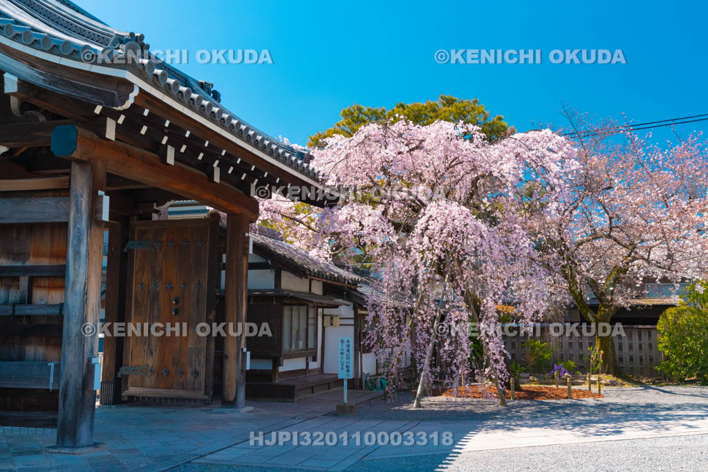 京都府　聖護院門跡　枝垂桜