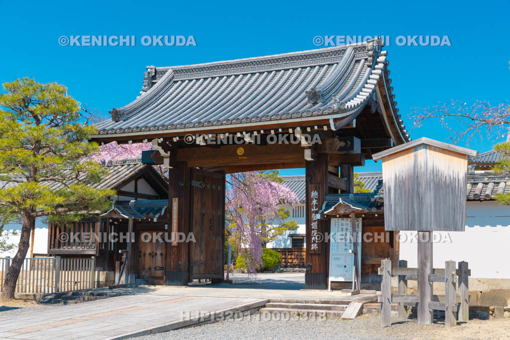 京都府　聖護院門跡　枝垂桜