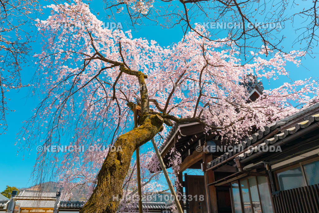 京都府　聖護院門跡　枝垂桜