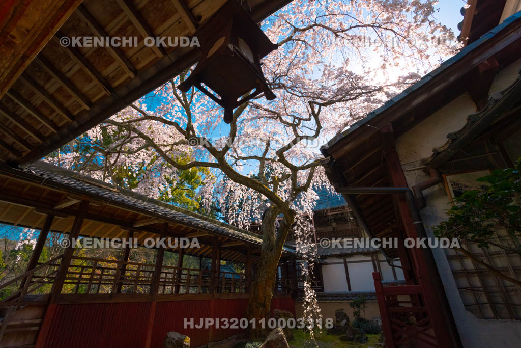 京都府　十輪寺　なりひら桜