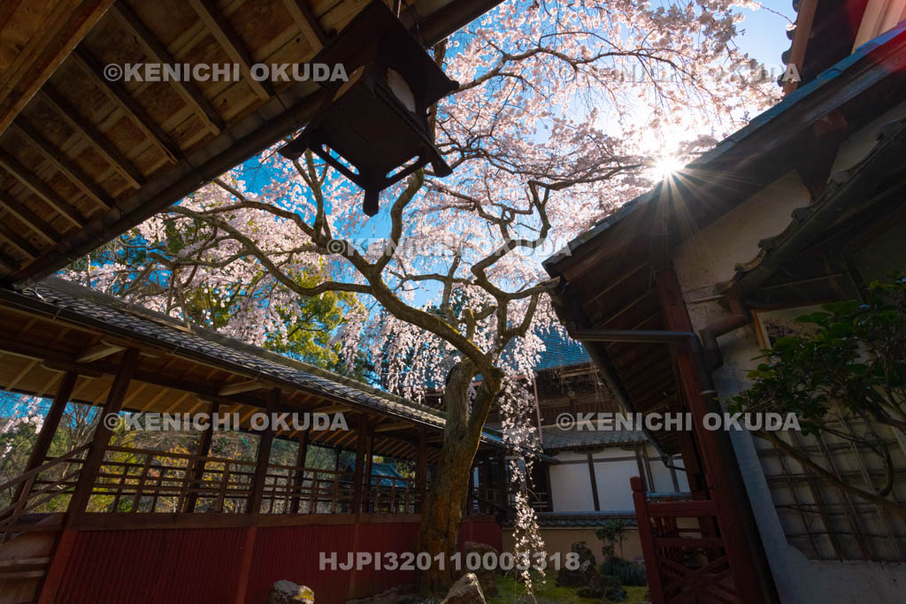 京都府　十輪寺　なりひら桜
