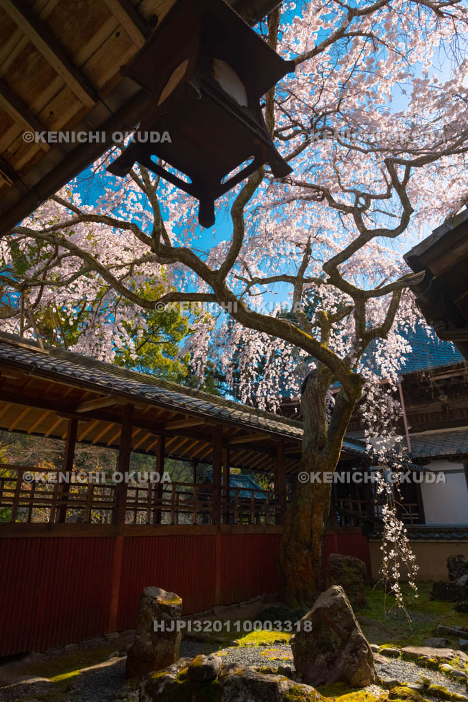 京都府　十輪寺　なりひら桜