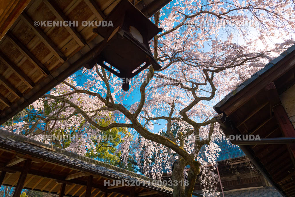 京都府　十輪寺　なりひら桜