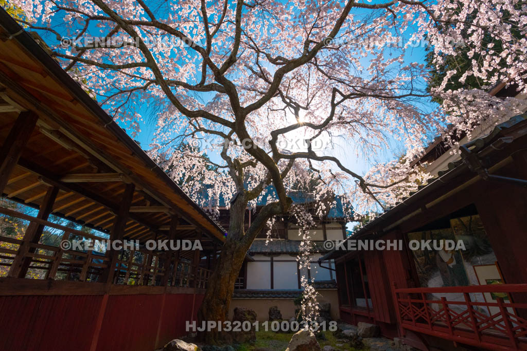 京都府　十輪寺　なりひら桜