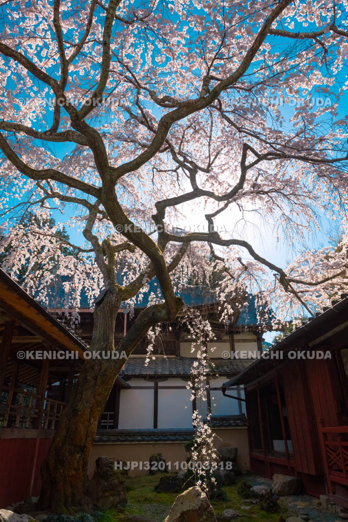 京都府　十輪寺　なりひら桜