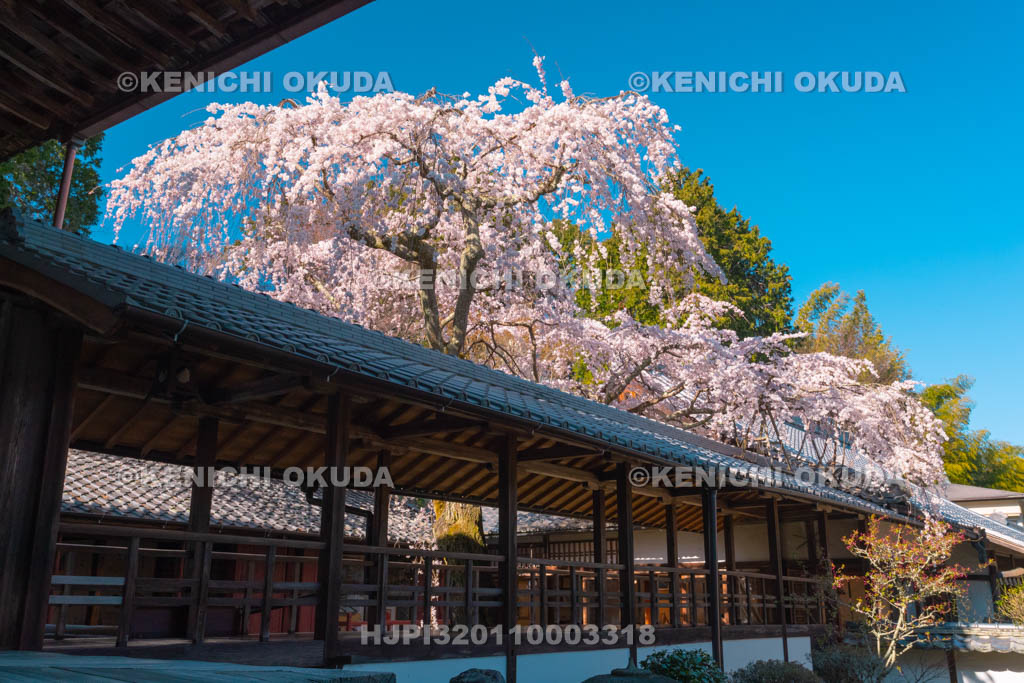 京都府　十輪寺　なりひら桜