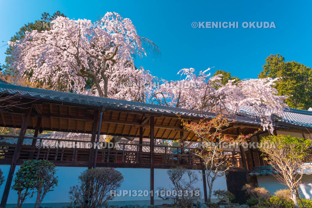 京都府　十輪寺　なりひら桜