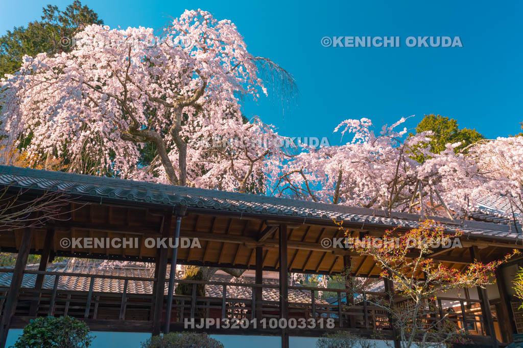 京都府　十輪寺　なりひら桜