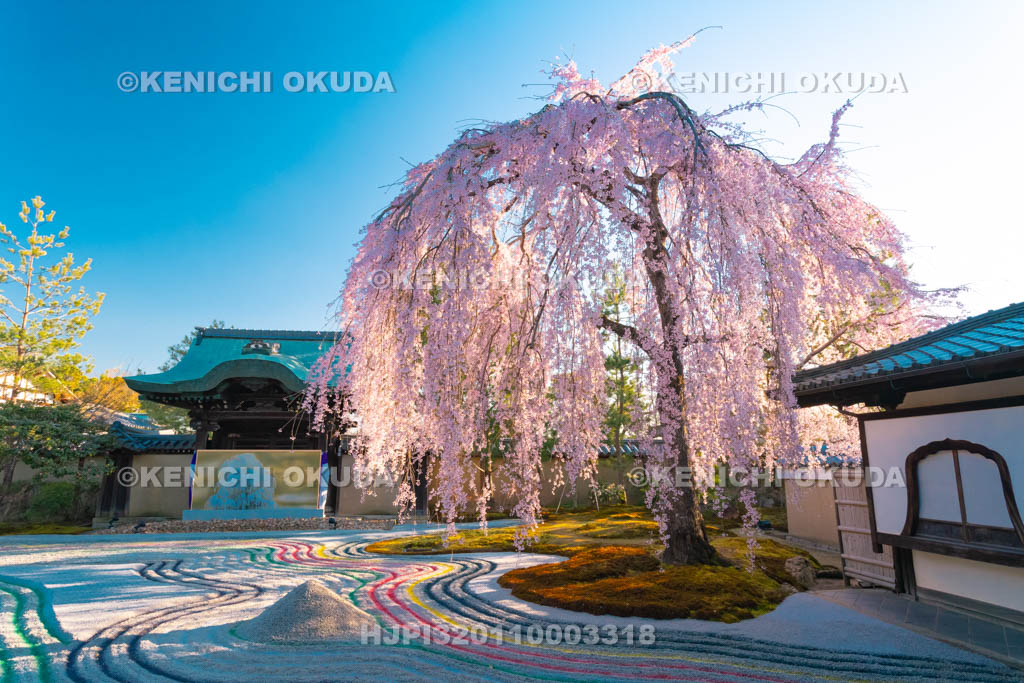 京都府　高台寺　枝垂桜