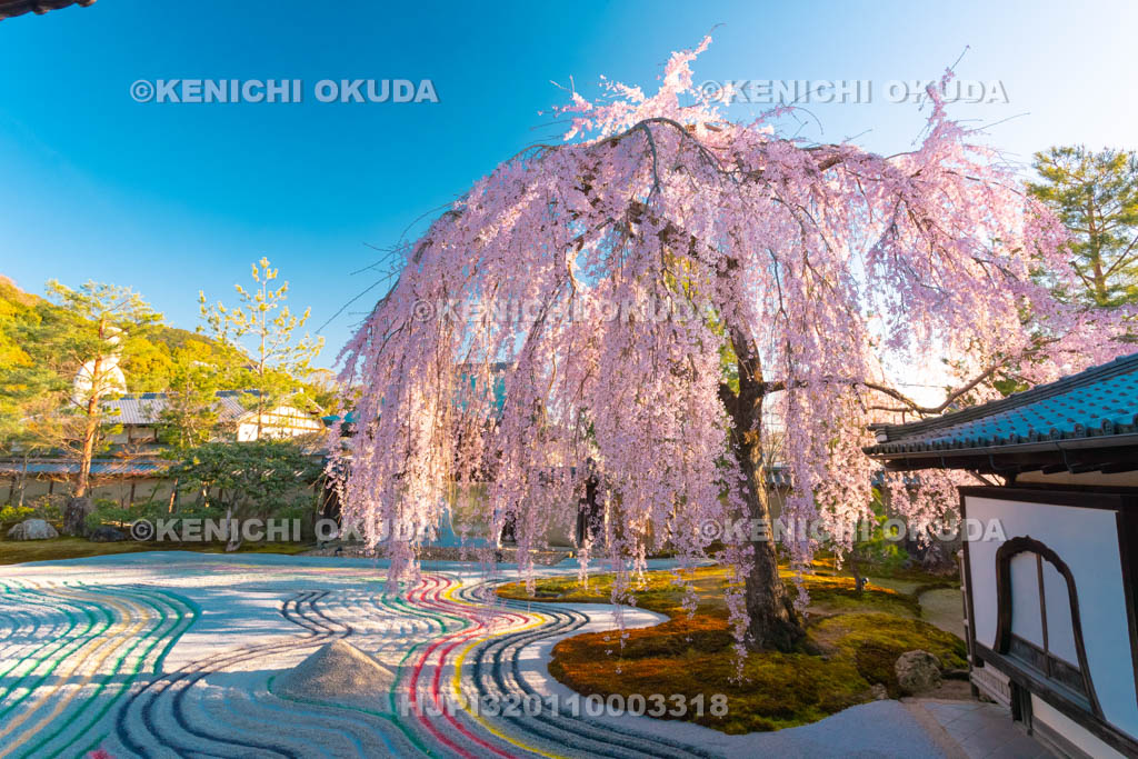 京都府　高台寺　枝垂桜