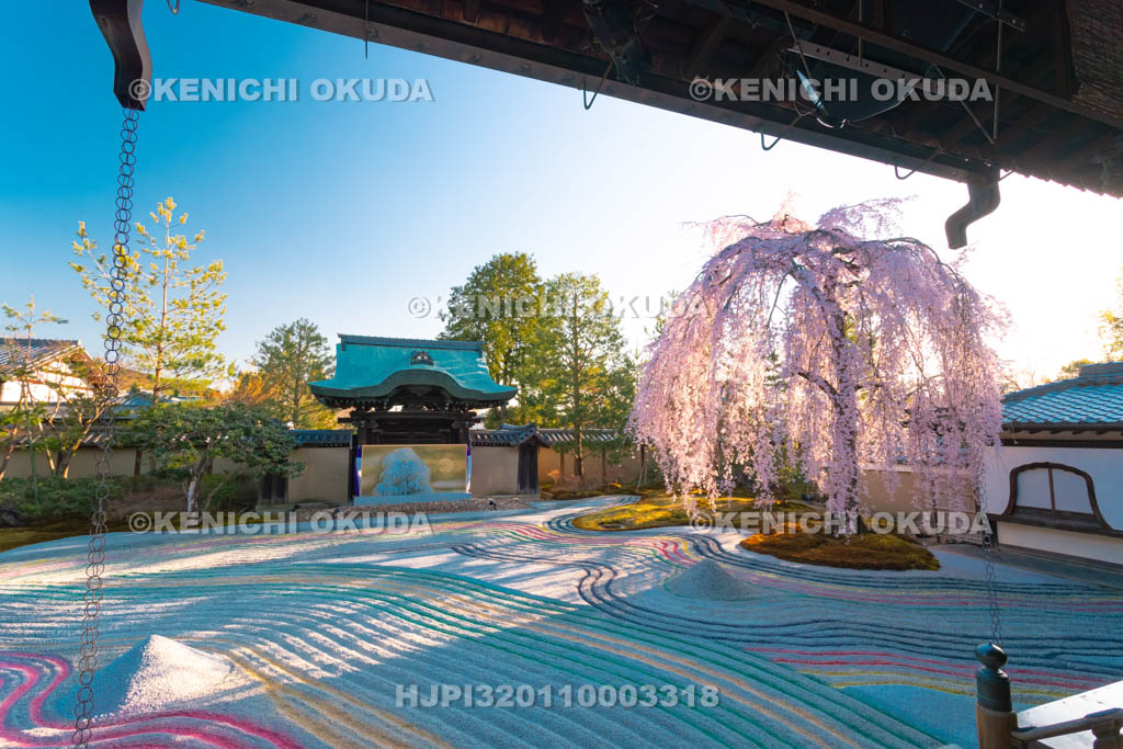 京都府　高台寺　枝垂桜