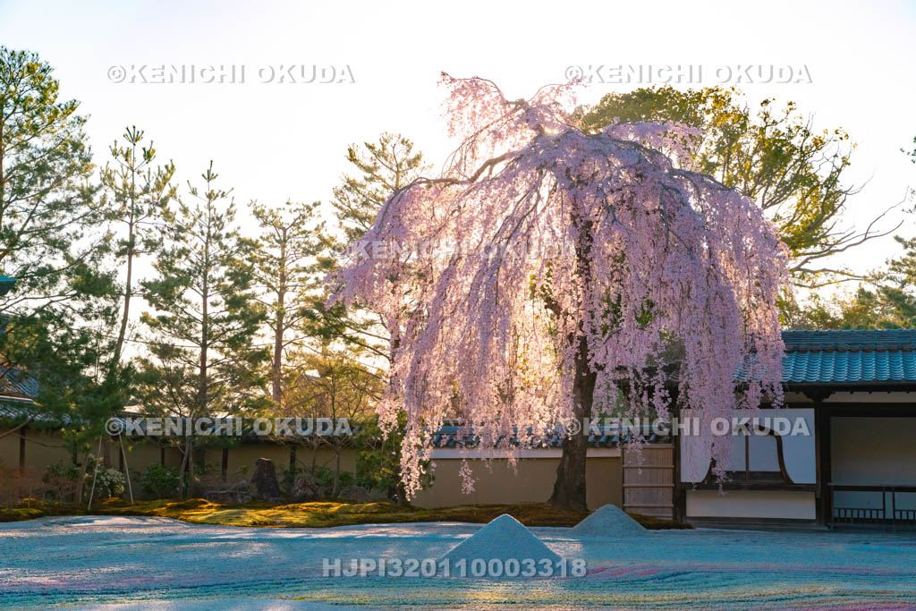 京都府　高台寺　枝垂桜