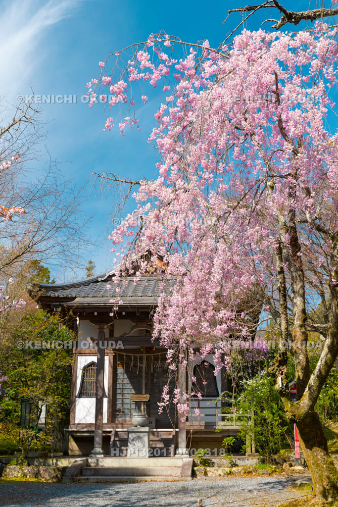 京都府　常照寺　枝垂桜