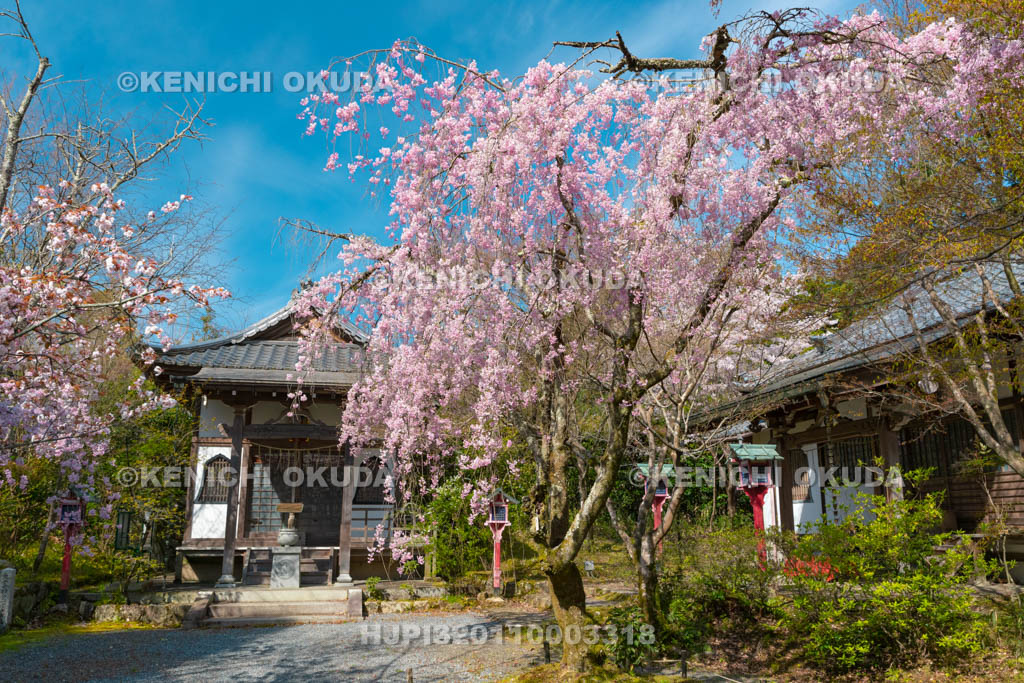 京都府　常照寺　枝垂桜