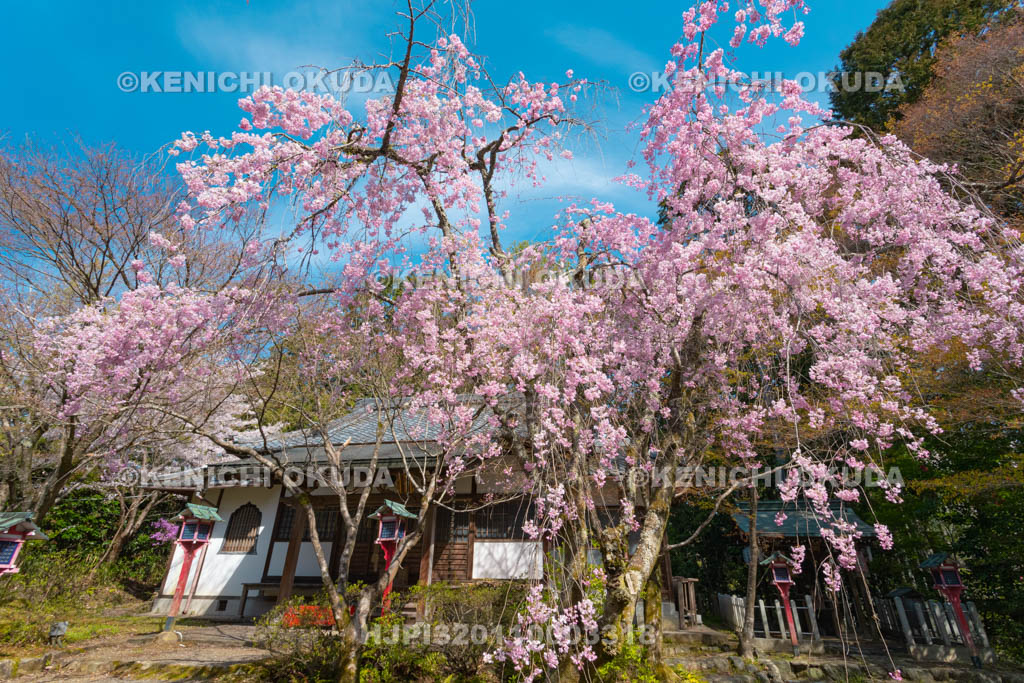 京都府　常照寺　枝垂桜