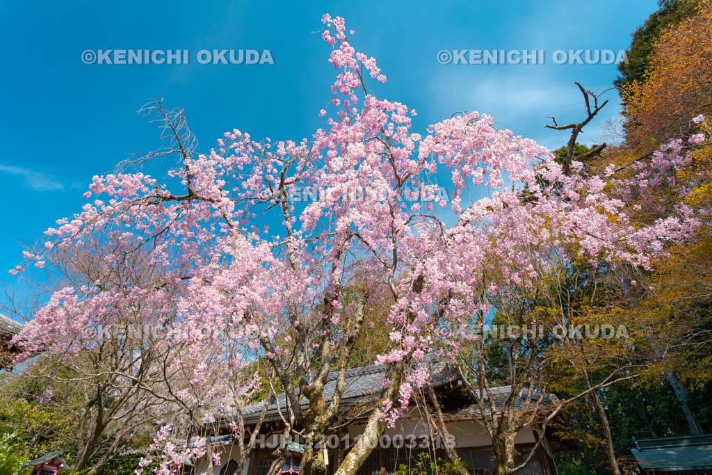 京都府　常照寺　枝垂桜