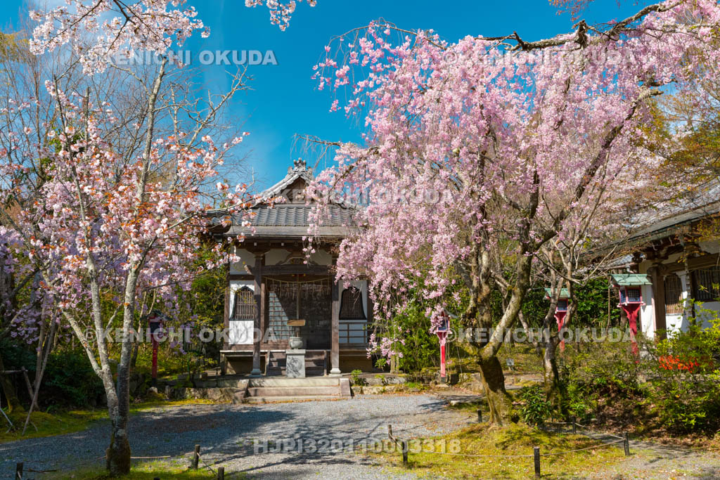 京都府　常照寺　枝垂桜