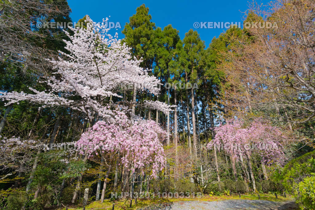 京都府　常照寺の桜