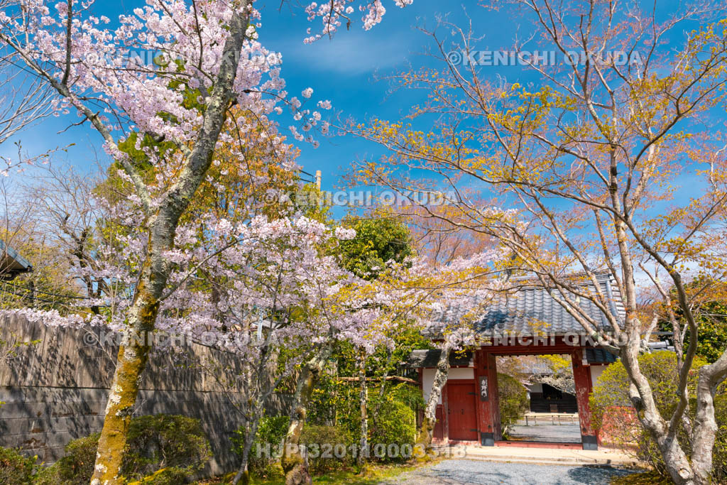 京都府　常照寺　吉野門と桜